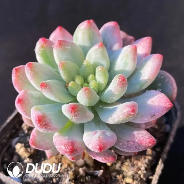 Echeveria x Sedeveria' Blue Elf Stone Variegated - Image 2