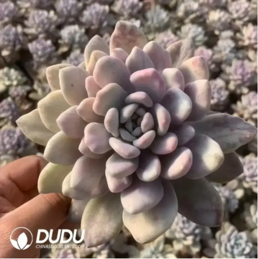 1756117942-1-451.webp Graptoveria Opalina Stone Variegated - Image 1