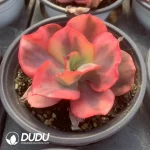 Echeveria Flemingo Variegated