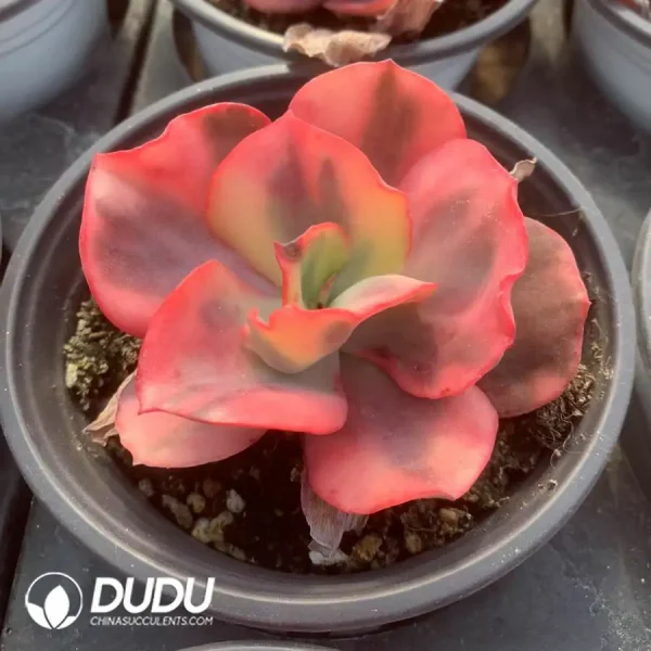 1756117947-e201-24.webp Echeveria Flemingo Variegated - Image 1