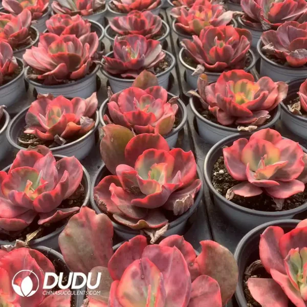 Echeveria Flemingo Variegated - Image 2