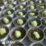 Echeveria Yuzhu Variegated