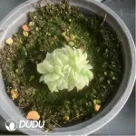 Echeveria Yuzhu Variegated - Image 2