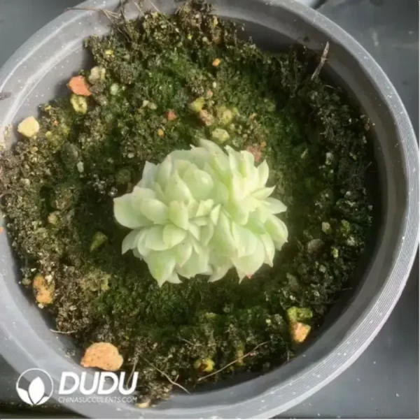 Echeveria Yuzhu Variegated - Image 2