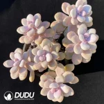 Graptopetalum Amethystinum (Lavender Pebbles) Clustering