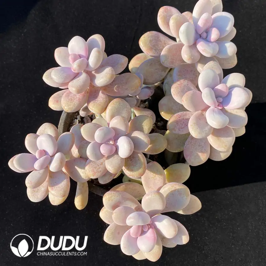 1756117957-e201-274.webp Graptopetalum Amethystinum (Lavender Pebbles) Clustering - Image 1