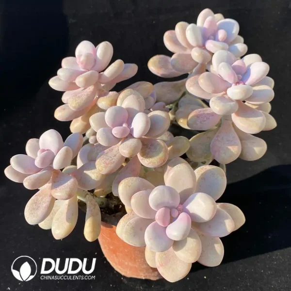 Graptopetalum Amethystinum (Lavender Pebbles) Clustering - Image 2