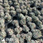 Echeveria Rose Angel