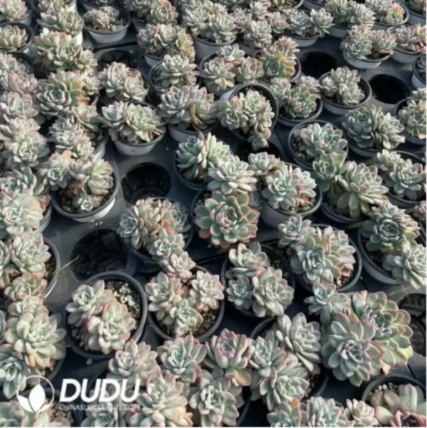 Echeveria Rose Angel - Image 1