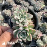 Echeveria Rose Angel - Image 2