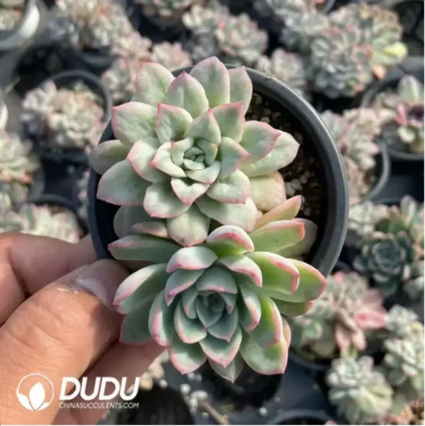 Echeveria Rose Angel - Image 2