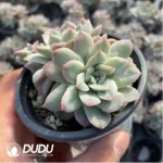 Echeveria Rose Angel - Image 3