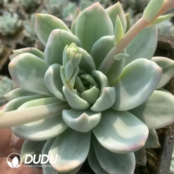 Echeveria Champange Variegated - Image 1