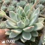 Echeveria Champange Variegated - Image 2