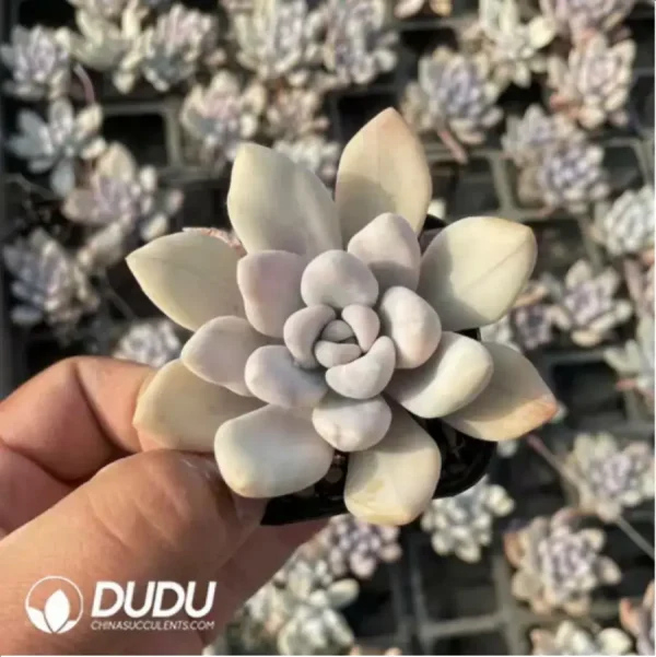 1756117970-1-447.webp Graptoveria Opalina Variegated - Image 1