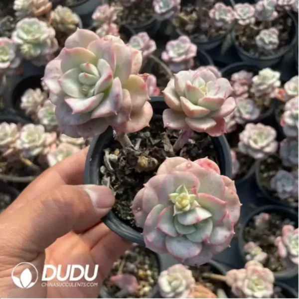 Echeveria Nicksana Variegated Clustering - Image 1