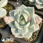 Echeveria White Peony Variegated