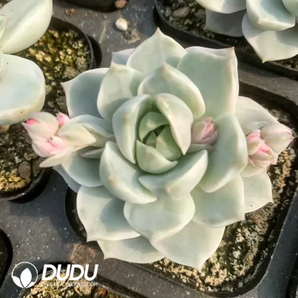 Echeveria White Peony Variegated - Image 1