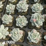 Echeveria White Peony Variegated - Image 2