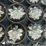 Echeveria Blue bird variegated