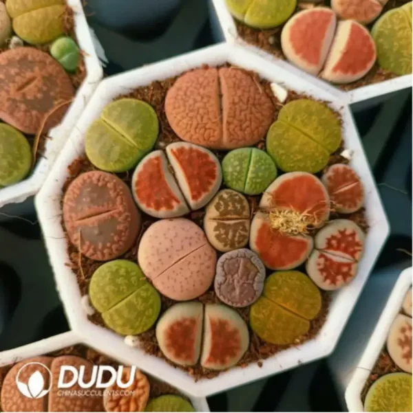 Lithops Mixed - Image 1