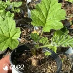 Pelargonium-crithmifolium