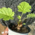 Pelargonium-crithmifolium - Image 3