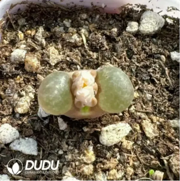 Conophytum Snowflake Magnet Wind Chime Jade Mother Plant - Image 1