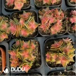 Crassula Corymbulosa Variegated Clustering
