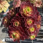 Aeonium Anna clustering