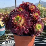 Aeonium Anna clustering - Image 2