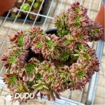 Aeonium Fiesta Cristata