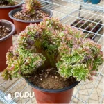 Aeonium Fiesta Cristata - Image 2