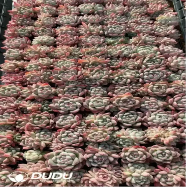 1756118033-1-59.webp 105Pcs/Tray Echeveria Preferred beauty Seedlings(Mix & Match 5+) - Image 1