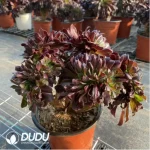 Aeonium Arboreum Velour European Crestata(small)