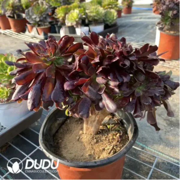 Aeonium Arboreum Velour European Crestata(small) - Image 2