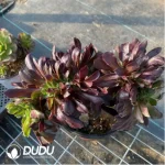 Aeonium Arboreum Velour European Crestata(small) - Image 3