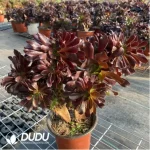 Aeonium Arboreum Velour European Crestata(Big)