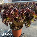 Aeonium Arboreum Velour European Crestata(Big) - Image 2