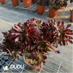 Aeonium Arboreum Velour European Crestata(Big) - Image 3