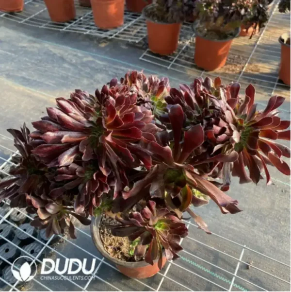 Aeonium Arboreum Velour European Crestata(Big) - Image 3