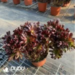 Aeonium Arboreum Velour European Crestata(Big) - Image 4
