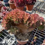Aeonium Blushing Beauty Cristata