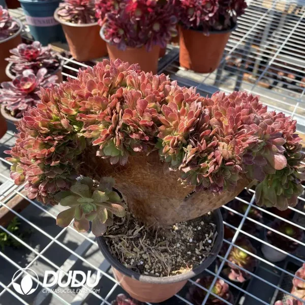 1756118043-1745472001-e201.webp Aeonium Blushing Beauty Cristata - Image 1