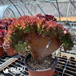 Aeonium Blushing Beauty Cristata - Image 2