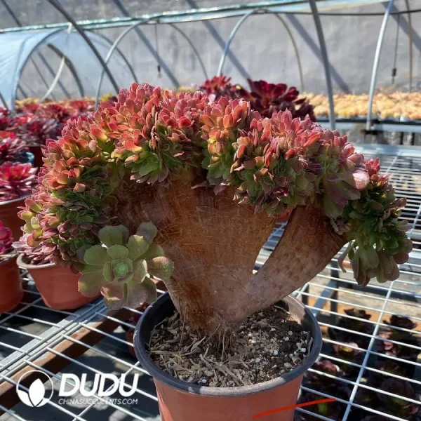 1756118044-1745472003-e202.webp Aeonium Blushing Beauty Cristata - Image 2