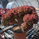 Aeonium Blushing Beauty Cristata - Image 3