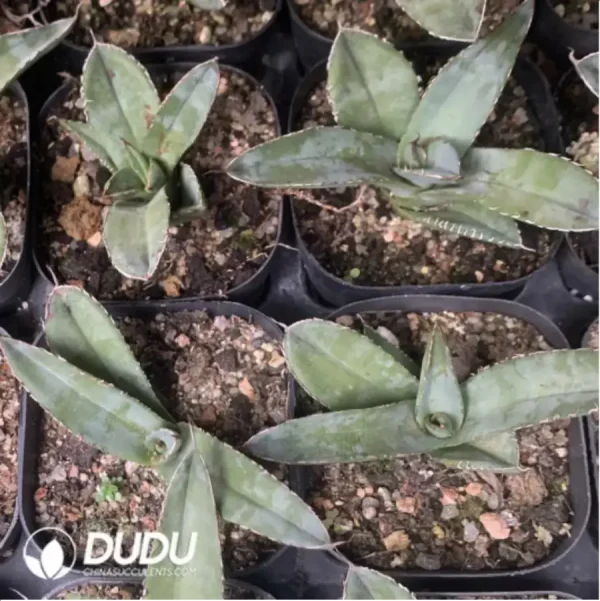 Agave White Ice - Image 1