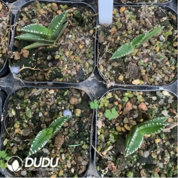 Agave Starry Sky - Image 1