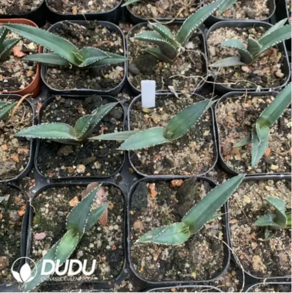 1756118050-1-433.webp Agave Sea Prince - Image 1